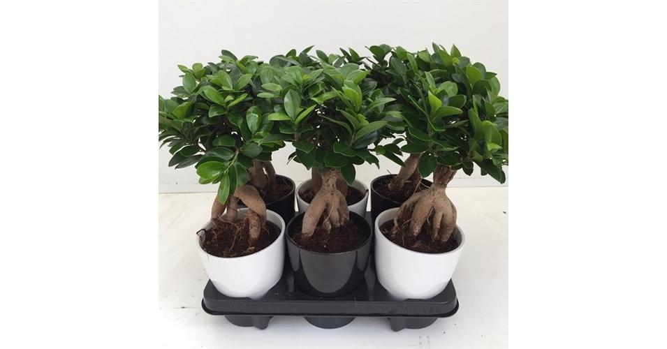 Ficus Ginseng BONSAI + kaspó Fikusz fajták